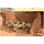 Benin56.JPG