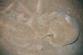 thm012_bz_atm_Schaedel.jpg
