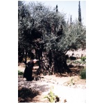 gethsemane.jpg