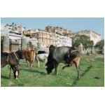 Rajasthan_01.jpg