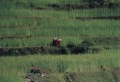 thm033_Nepal0045.jpg