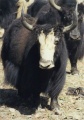 thm060_Nepal0080.jpg