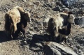 thm068_Nepal0088.jpg