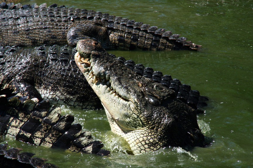 Crocodile Farm / Langkawi / Kedah / MYS