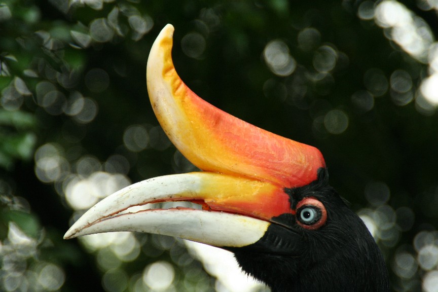 Bird Park / Kuala Lumpur / Kuala Lumpur / MYS
